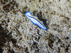 Pseudoceros concinnus