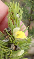 Aspalathus burchelliana