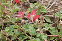 Jamesbrittenia breviflora