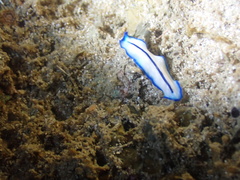 Pseudoceros concinnus