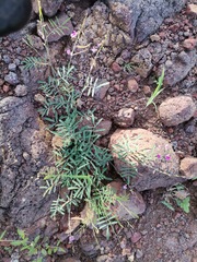 Tephrosia vicioides