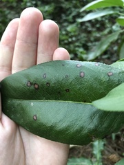 Ruptoseptoria unedonis