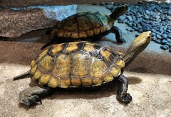 Japanese Pond Turtle photo 5
