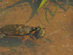 Japanese Pond Turtle photo 4