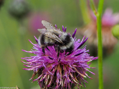 Far Eastern Bumble Bee