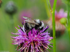 Bombus patagiatus