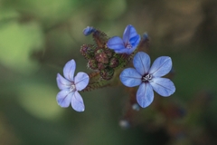Plumbago caerulea