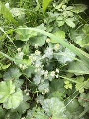 Alchemilla orbicans