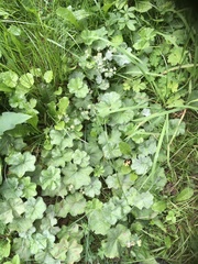 Alchemilla orbicans