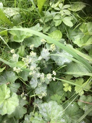 Alchemilla orbicans