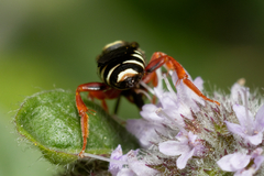 Nomada rufipes