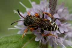 Nomada rufipes