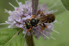 Nomada rufipes