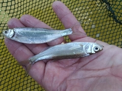 Alburnus thessalicus