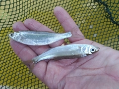 Alburnus thessalicus