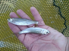 Alburnus thessalicus