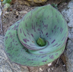 Massonia