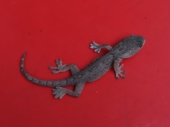 Gekko japonicus