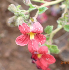 Jamesbrittenia breviflora