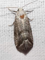 Phyllophila obliterata