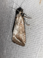 Phyllophila obliterata