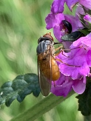 Rhingia rostrata
