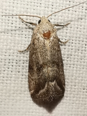 Phyllophila obliterata