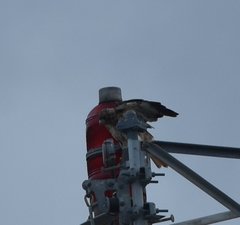 Buteo jamaicensis umbrinus