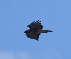 Buteo jamaicensis umbrinus