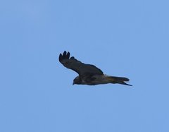 Buteo jamaicensis umbrinus
