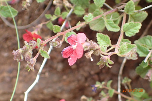 Image of Jamesbrittenia breviflora by no rights reserved