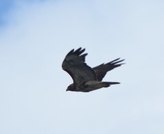 Buteo jamaicensis umbrinus