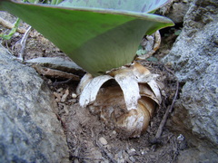 Massonia