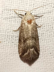 Phyllophila obliterata