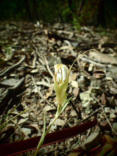 Image of Pterostylis reflexa by (c) ronavery, some rights reserved (CC BY)