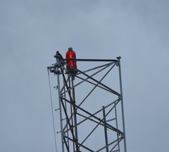 Buteo jamaicensis umbrinus