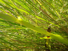 Satyrium macrophyllum
