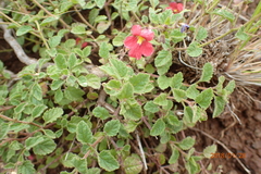 Jamesbrittenia breviflora
