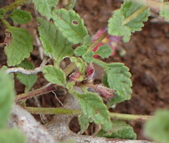 Jamesbrittenia breviflora
