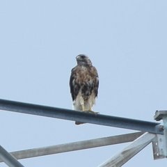 Buteo jamaicensis umbrinus