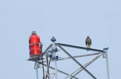 Buteo jamaicensis umbrinus