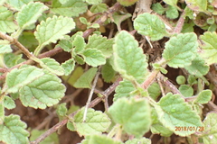 Jamesbrittenia breviflora