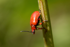 Lilioceris merdigera