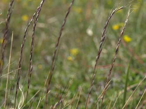 Ptilagrostis kingii (Bol.) Barkworth