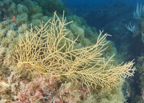 Yellow gorgonian