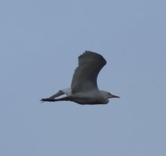Bubulcus ibis