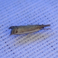 Raphiptera argillaceellus