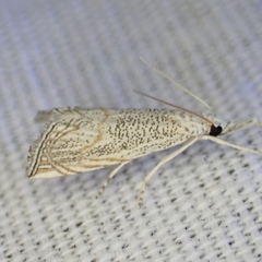 Haimbachia squamulellus