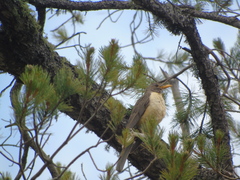 Turdus migratorius confinis