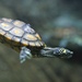 Yellow-blotched Map Turtle - Photo (c) Ryan Poplin, some rights reserved (CC BY-SA)